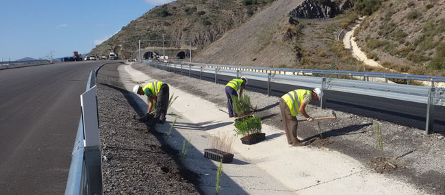 Plantación en medianas, taludes y márgenes de autovía