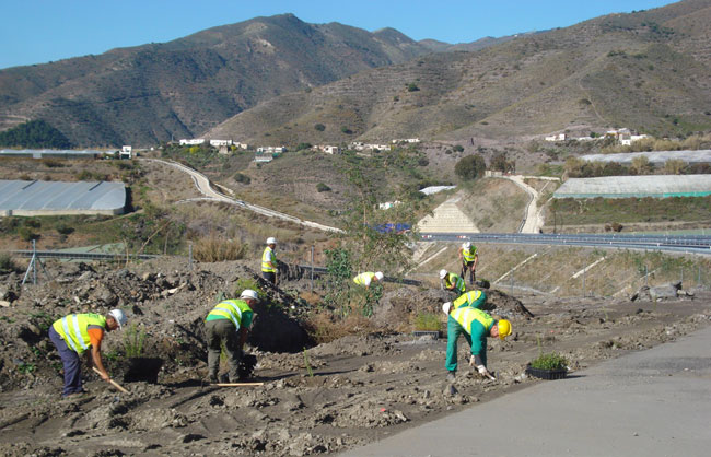 Plantación en medianas, taludes y márgenes de autovía