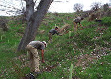 Plantaciones forestales