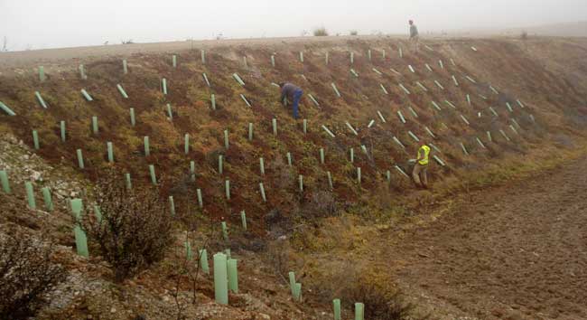 Restauración ambiental con plantaciones