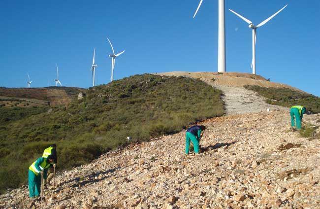 Restauración ambiental con plantaciones