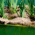 Variedades de plantas de ribera y palustre