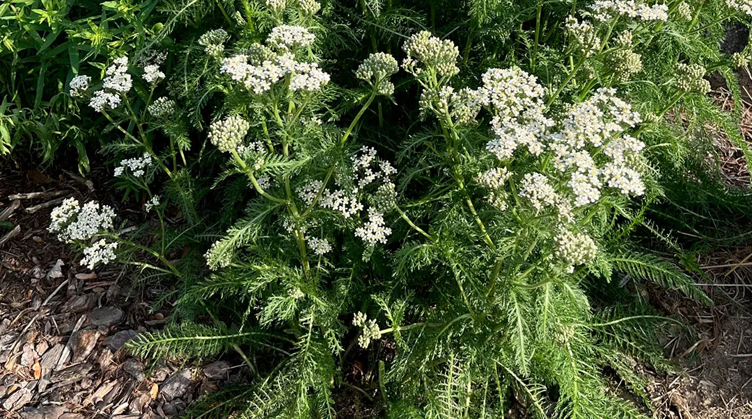 Plantas de Achillea millefolium Plantas de Achillea millefolium