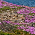 La Armeria maritima o clavel de playas