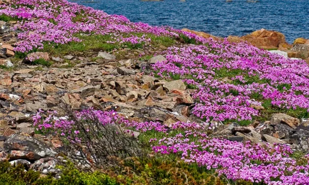 La Armeria maritima o clavel de playas