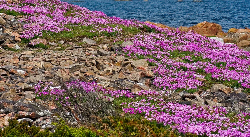 La Armeria maritima o clavel de playas