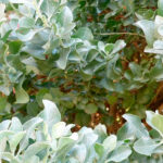 Atriplex halimus
