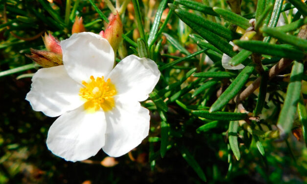 Cistus clusii