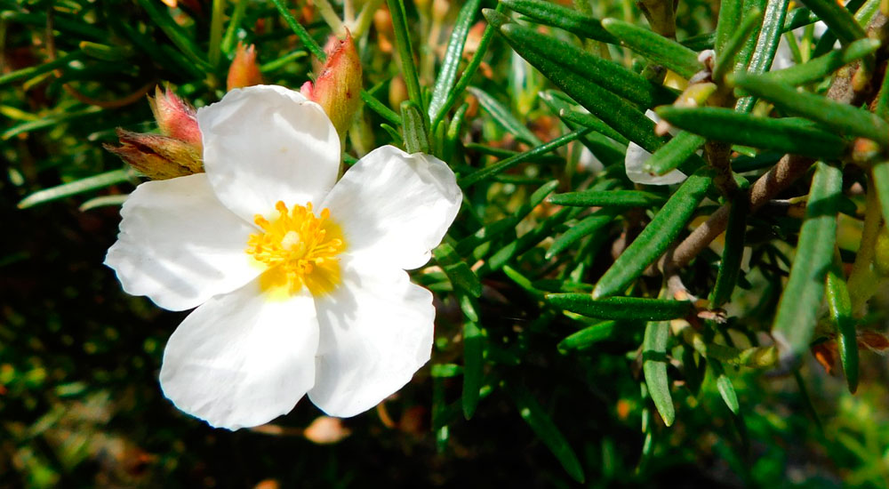 Cistus clusii