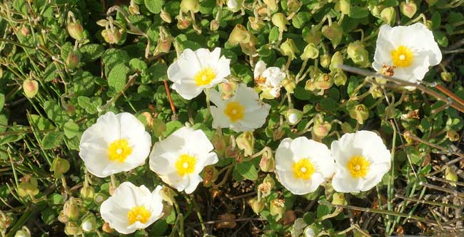 Cistus salviifolius