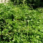 Clematis vitalba o clemátide