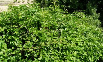 Clematis vitalba o clemátide