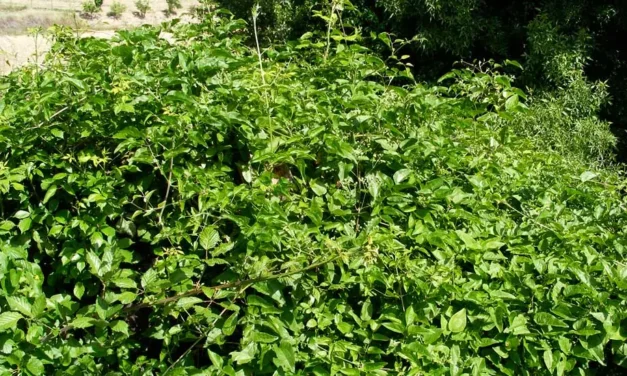 Clematis vitalba o clemátide