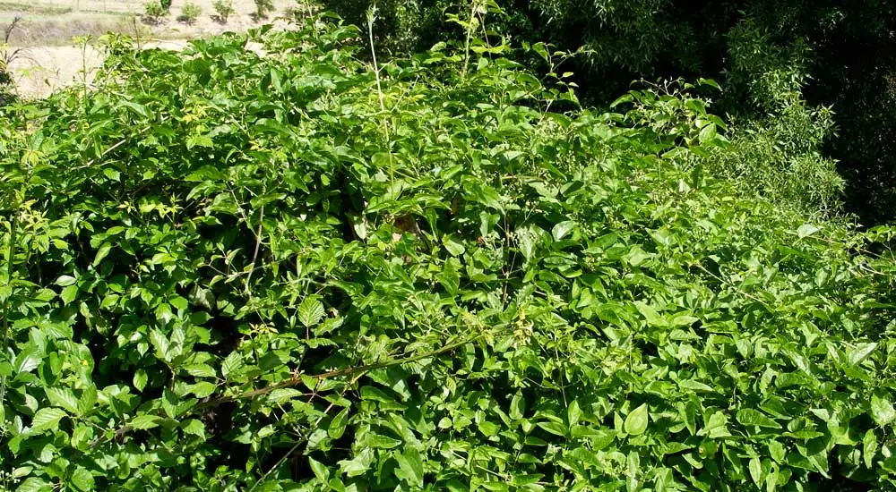 Clematis vitalba o clemátide