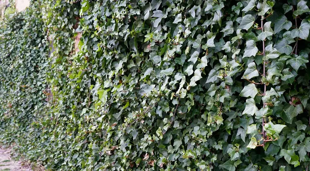 Plantas de Hedera helix