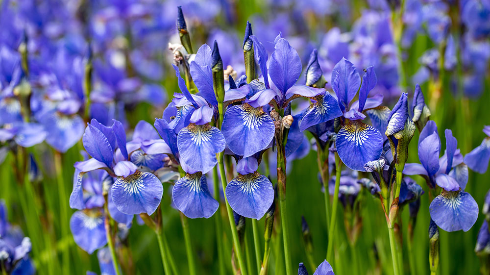 Plantas de Iris germanica