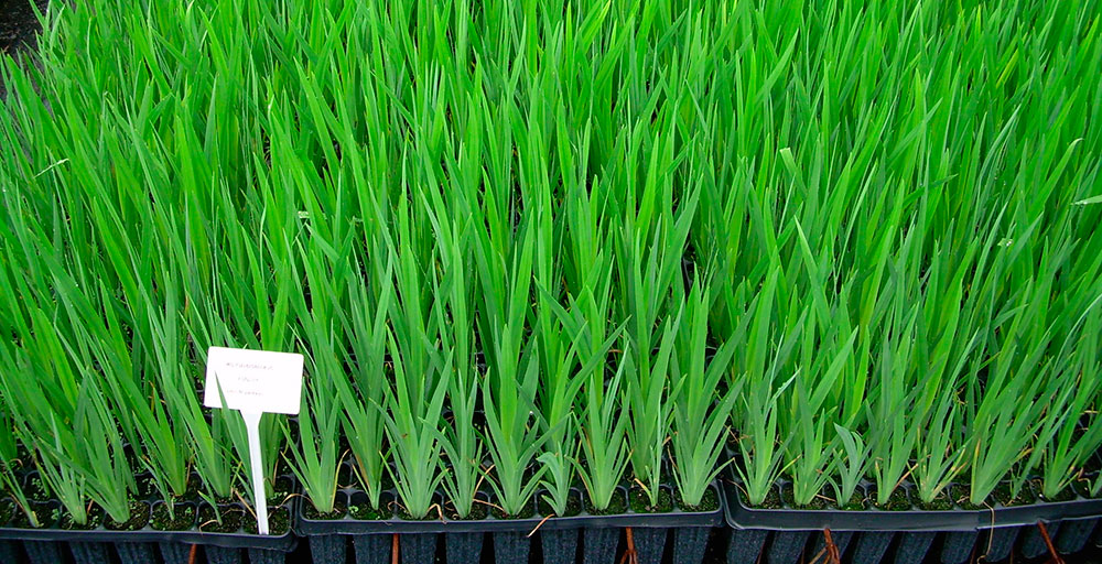 Plantas de Iris pseudacorus