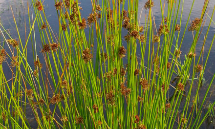 Juncus effusus