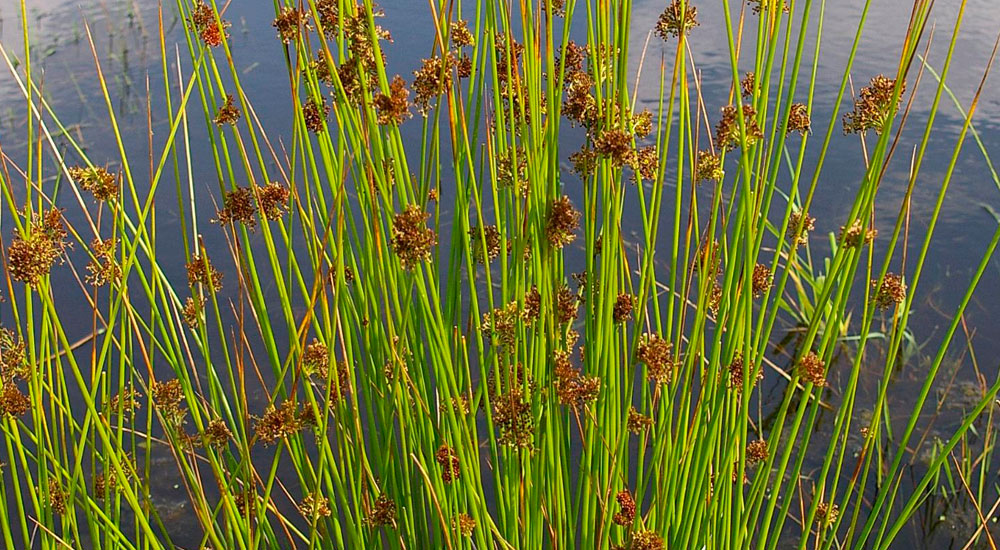 Juncus effusus