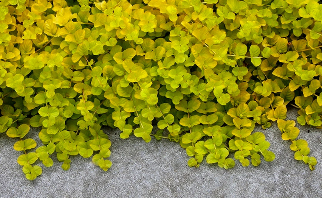 La Lysimachia nummularia en jardinería