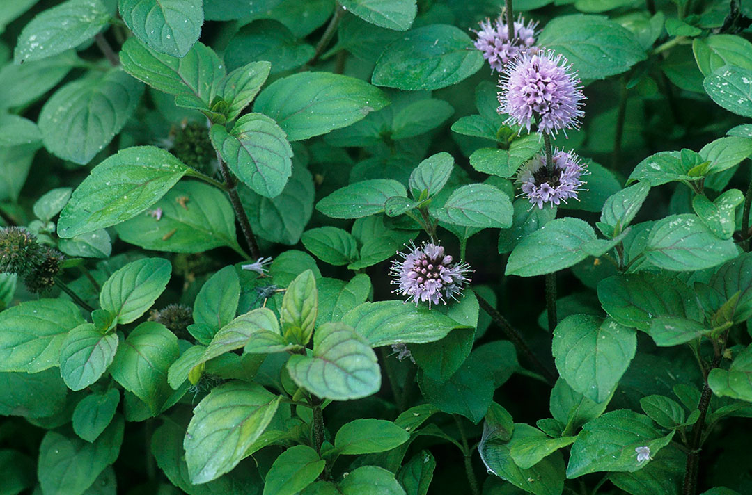 Plantas de Mentha aquatica