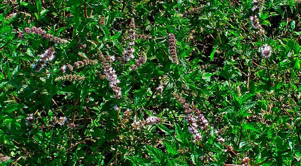 Plantas de Mentha spicata