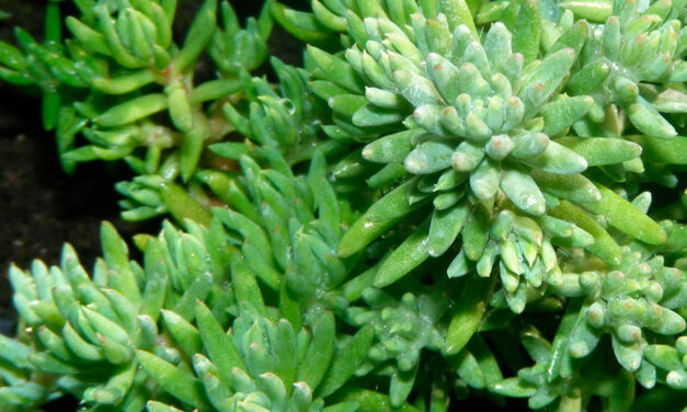 El Sedum reflexum en cubiertas vegetadas