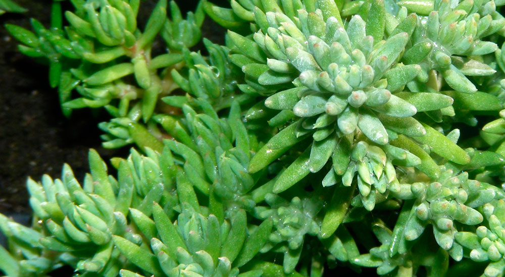 El Sedum reflexum en cubiertas vegetadas