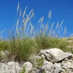 La Stipa tenacissima: ecología y usos del esparto