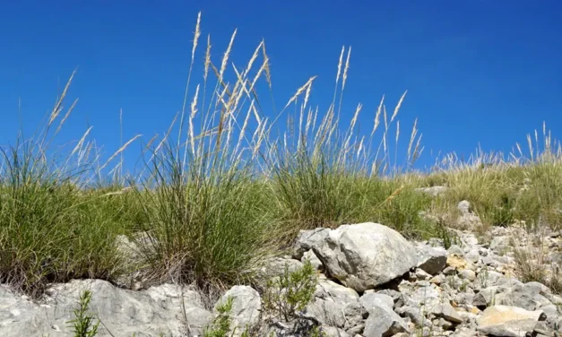 La Stipa tenacissima: ecología y usos del esparto