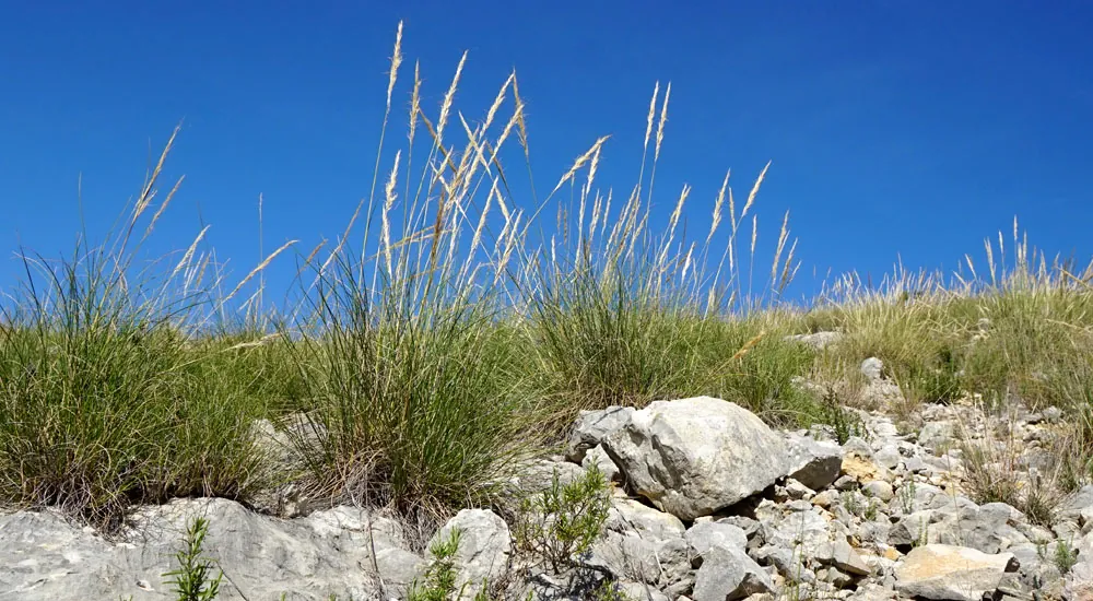 La Stipa tenacissima: ecología y usos del esparto
