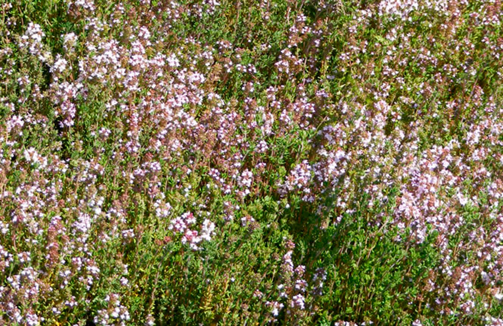 Plantas de thymus vulgaris.