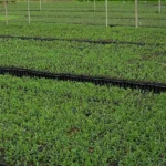 Viveristas forestales