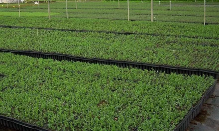 Viveristas forestales