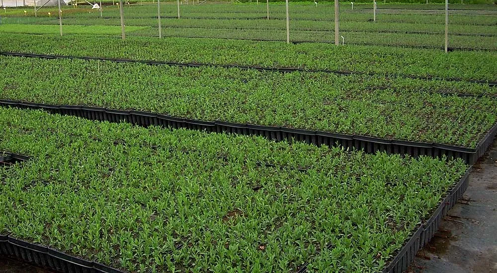 Viveristas forestales