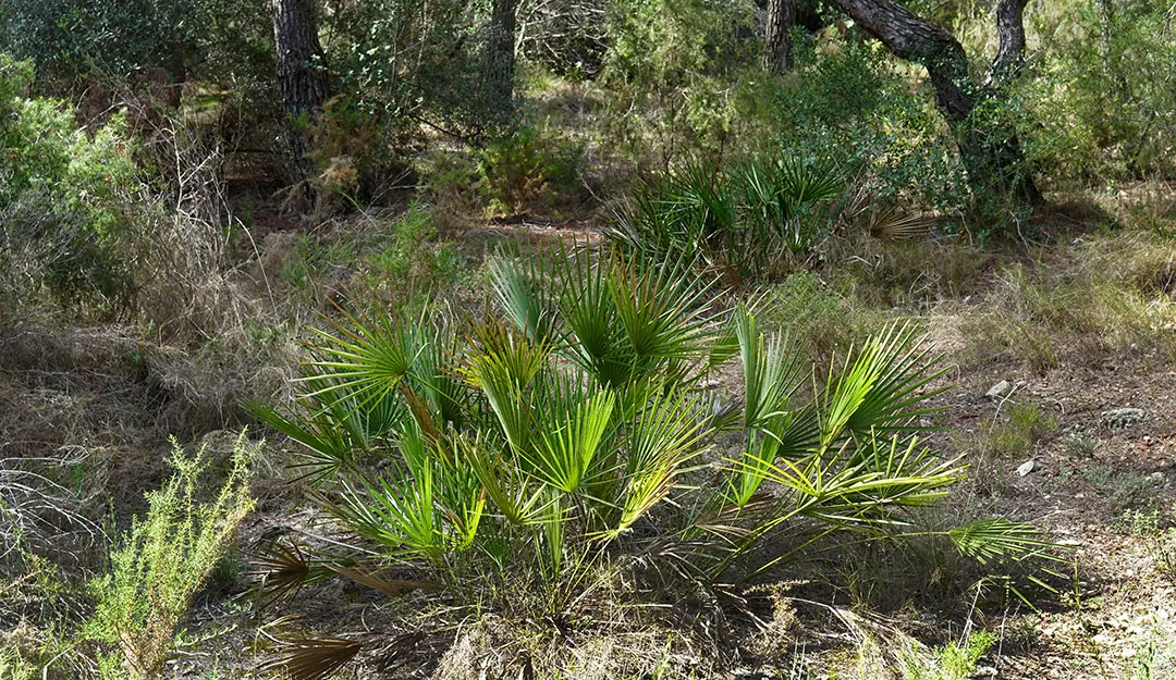 Plantas jóvenes de Chamaerops humilis