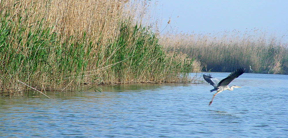 Plantas macrófitas acuáticas en la Albufera