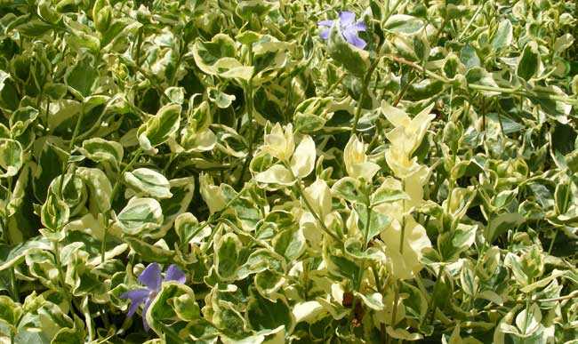 Vinca minor variegata