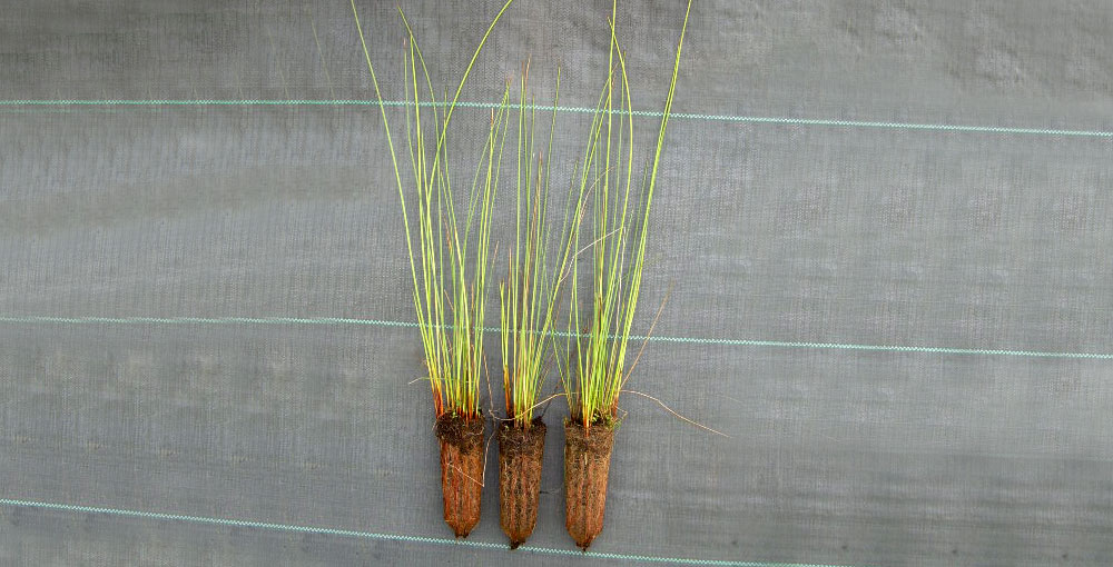 Plantas de Juncus effusus