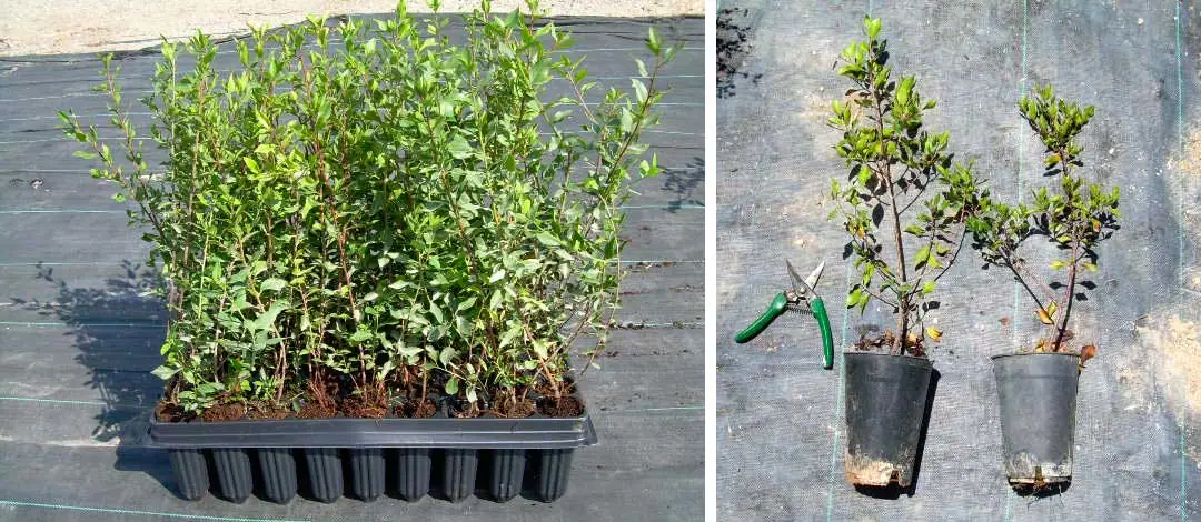 Plantel de Rhamnus alaternus