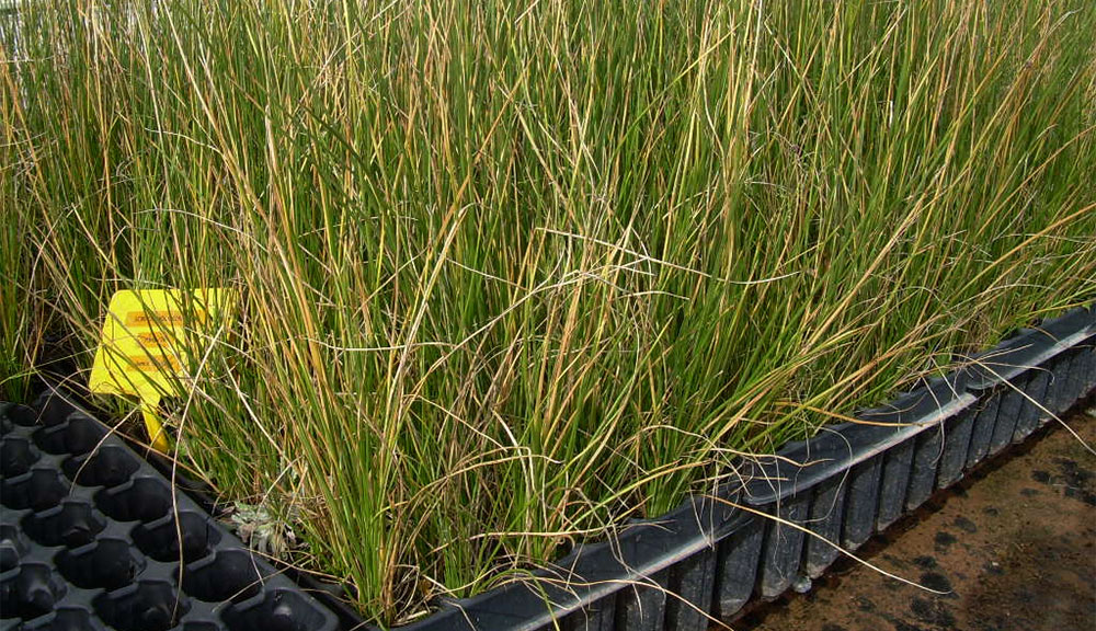 Plantel de Scirpus lacustris