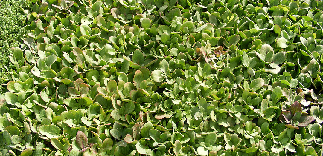 Plantel de Sedum telephium