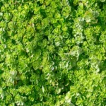 Sedum spurium