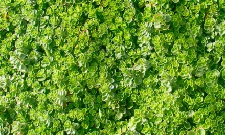 Sedum spurium