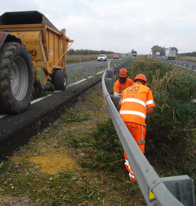 Podas de setos en mediana de autovía