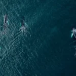 Día Mundial de los Océanos