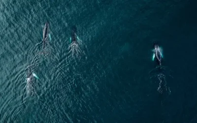Día Mundial de los Océanos