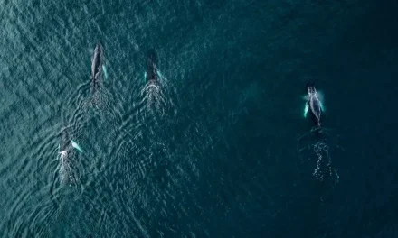 Día Mundial de los Océanos
