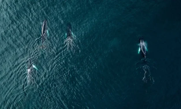 Día Mundial de los Océanos