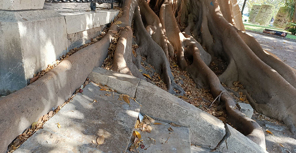 Raíces de Ficus macrophylla